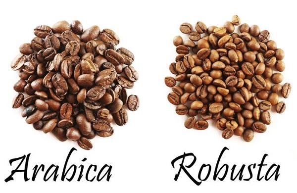 phân biệt cà phê cu li gồm những loại nào
